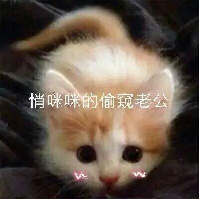 猫咪撒娇卖萌表情包合集来啦