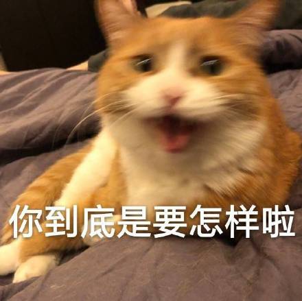 猫咪表情包第十弹来啦！