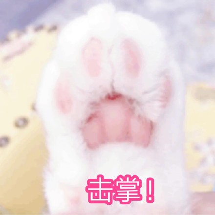 超治愈！一组软萌猫咪聊天表情包