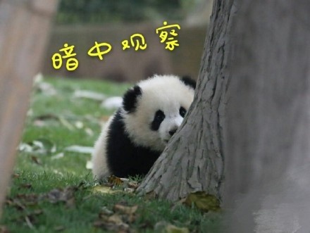 超治愈！这波可爱表情包太适合斗图了
