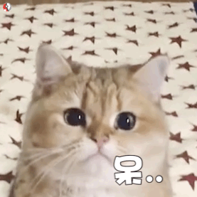 超实用！一组超萌猫咪动态表情包合集