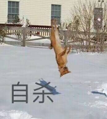 超火的狗狗表情包合集来啦