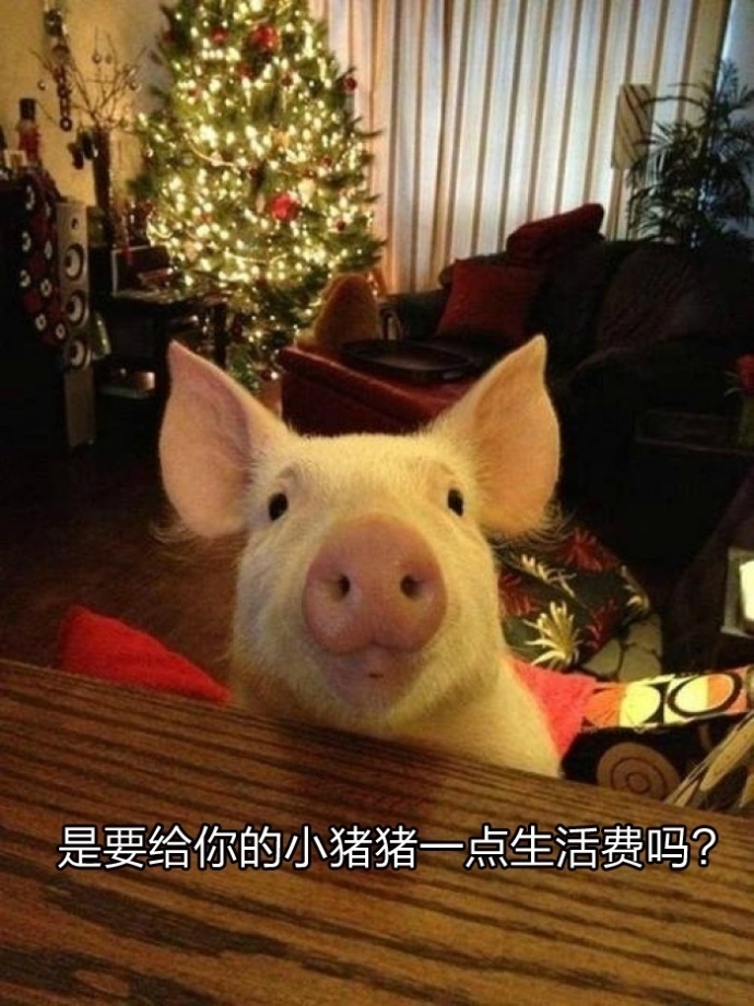 超治愈猪猪表情包合集来啦