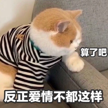 被萌化了！这套委屈巴巴的猫咪表情包太会撒娇了