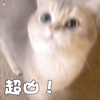 超实用！一组超萌猫咪动态表情包合集