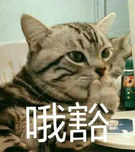 撸猫党集合！这套猫咪表情包太适合斗图了