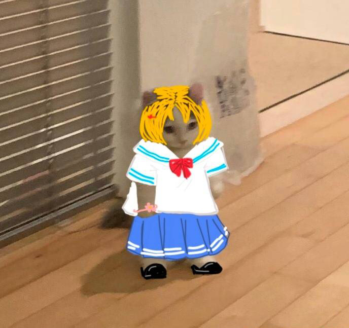 铲屎官必备！超萌猫猫穿衣表情包合集