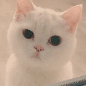 聊天斗图必备！撇嘴猫表情包合集