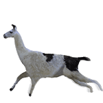 聊天斗图必备！超全小动物动图表情包合集