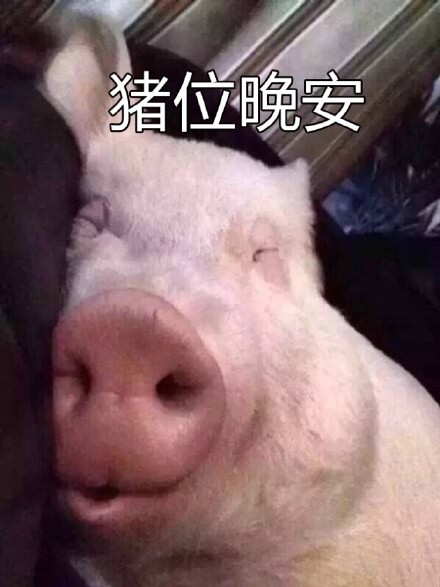 超治愈猪猪表情包合集来啦