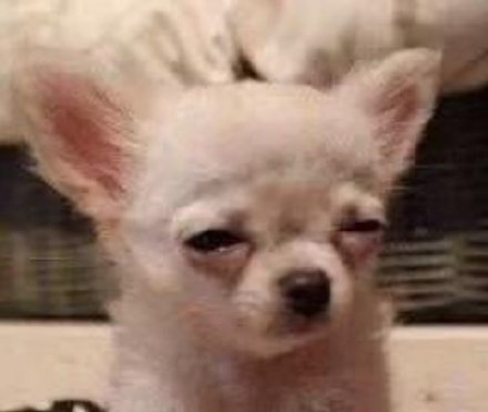 吉娃娃专属表情包合集来啦