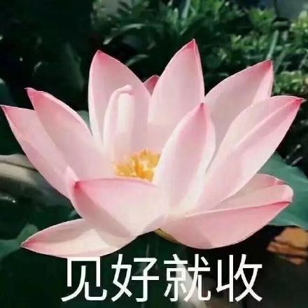 中老年佛系荷花表情包头像火了 主打松弛感治愈风