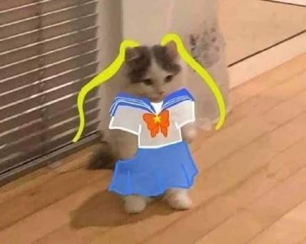 铲屎官必备！超萌猫猫穿衣表情包合集