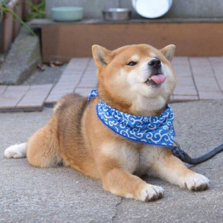 超萌“略略略”吐舌表情包合集来啦