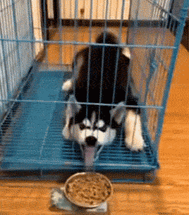 哈士奇，网友戏称的“狼版半成品”