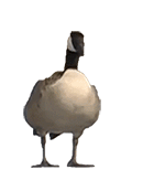 聊天斗图必备！超全小动物动图表情包合集