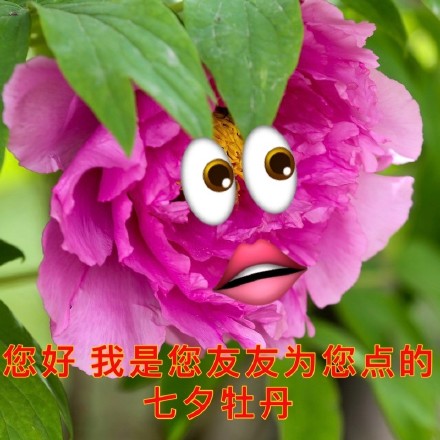 七夕整活表情包来了！牡丹、布谷鸟、孤寡青蛙三连安排