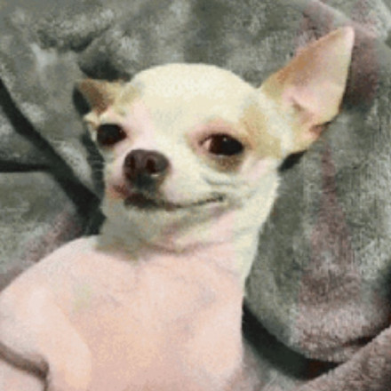 吉娃娃专属表情包合集来啦