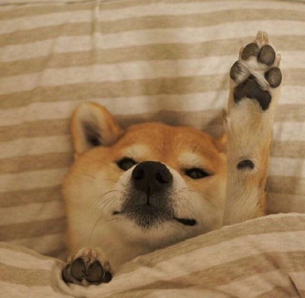 降温天必备！裹紧小被子表情包合集