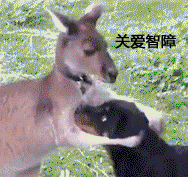 整理好的狗子动图表情包合集