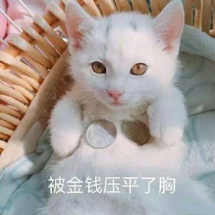 撸猫党集合！这套猫咪表情包太适合斗图了