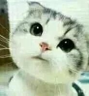 这只小猫咪歪头杀，看完心都化了