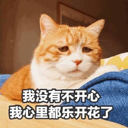 emo感拉满！这套丧系猫咪表情包太戳人了