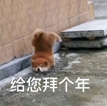 过年讨红包就用它！狗狗拜年表情包合集