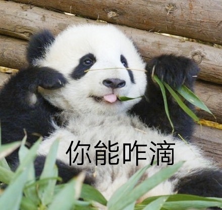 圆滚滚熊猫表情包来啦！聊天斗图直接用