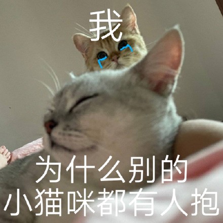 猫咪斗图表情包合集 喵星人来救场啦