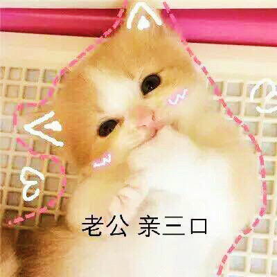 猫咪撒娇卖萌表情包合集来啦