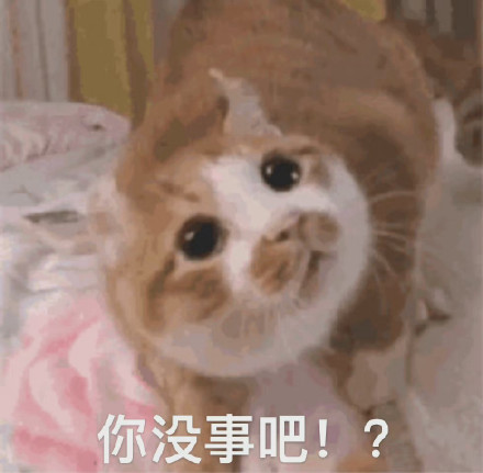 超实用猫猫表情包合集