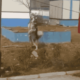 哈士奇，网友戏称的“狼版半成品”