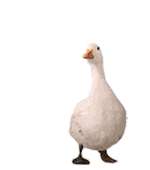 聊天斗图必备！超全小动物GIF动图表情包合集