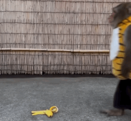 猴猴主题动图表情包合集来了