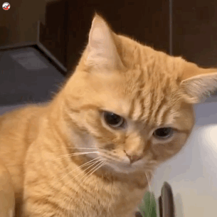 超实用！一组超萌猫咪动态表情包合集