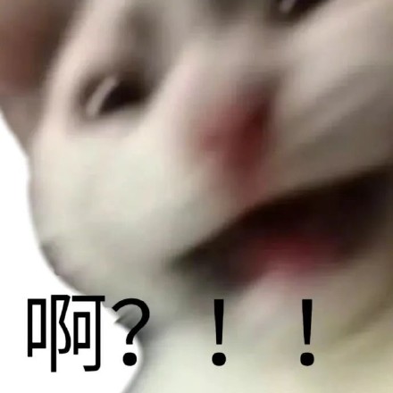 聊天斗图必备！这套带“啊”字的猫咪表情包太好用了