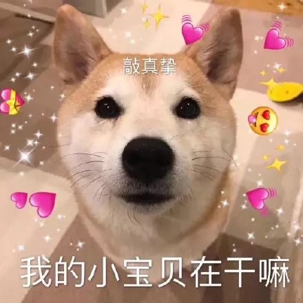 全网超全柴犬表情包合集来啦