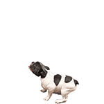 聊天斗图必备！超全小动物GIF动图表情包合集