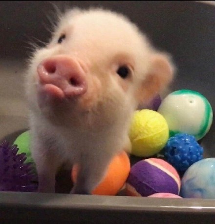 动物界歪头杀合集来啦，个个萌到心化