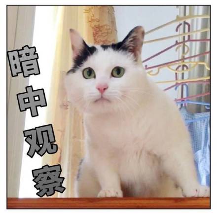 猫咪表情包第十弹来啦！