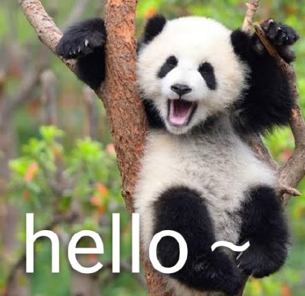 圆滚滚熊猫表情包来啦！聊天斗图直接用