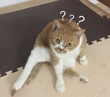 吵架没输过？这套生气猫咪表情包帮你拿捏情绪