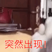 小刚几动态表情包，软萌又可爱