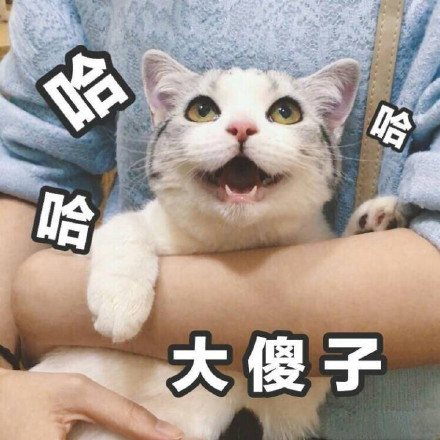 6月14日热门斗图表情包合集