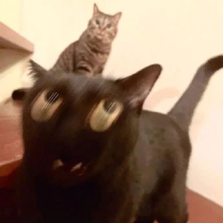 超火神经猫猫表情包合集