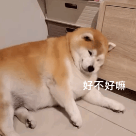 养猫养狗的看过来！这套动图表情包太好用了