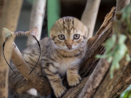 猫耳发箍背后居然藏着这样的事？