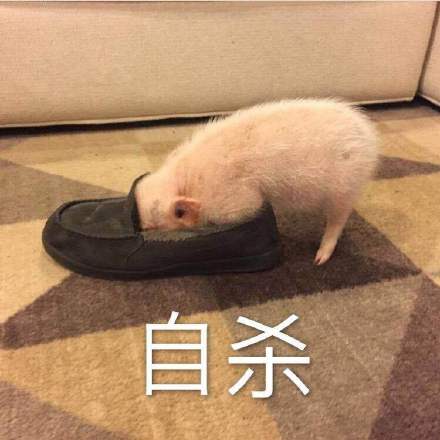 超萌猪猪表情包来啦！