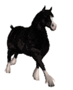 聊天斗图必备！超全小动物GIF动图表情包合集